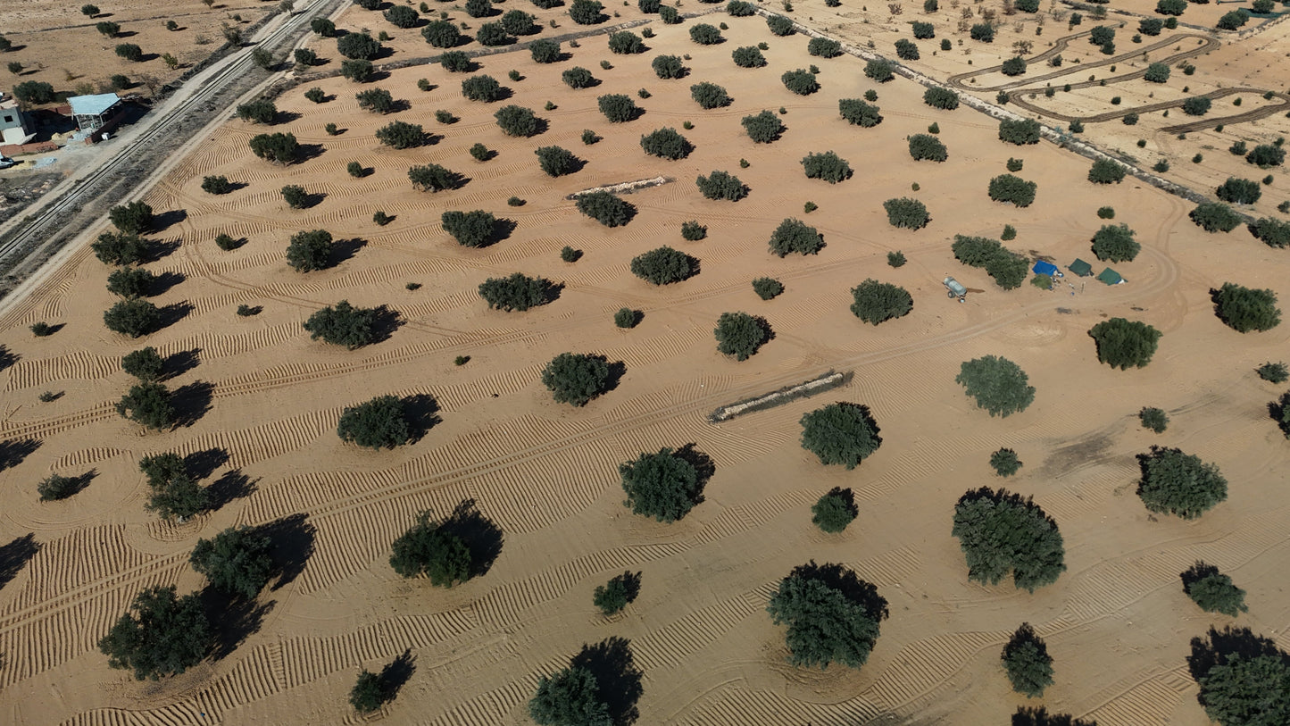 Tunisian Olive Oil: Chemlali, Chetoui, and the BYZANTA Black Edition