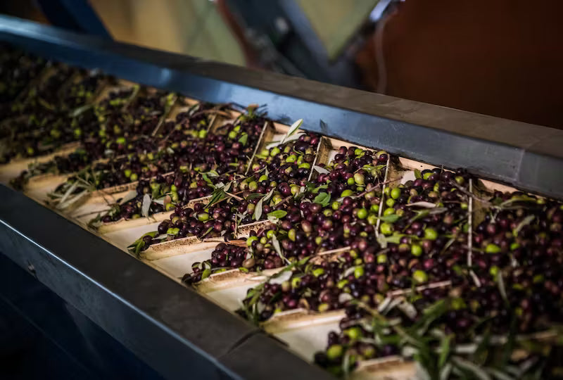 What “Cold-Pressed” Really Means in Olive Oil