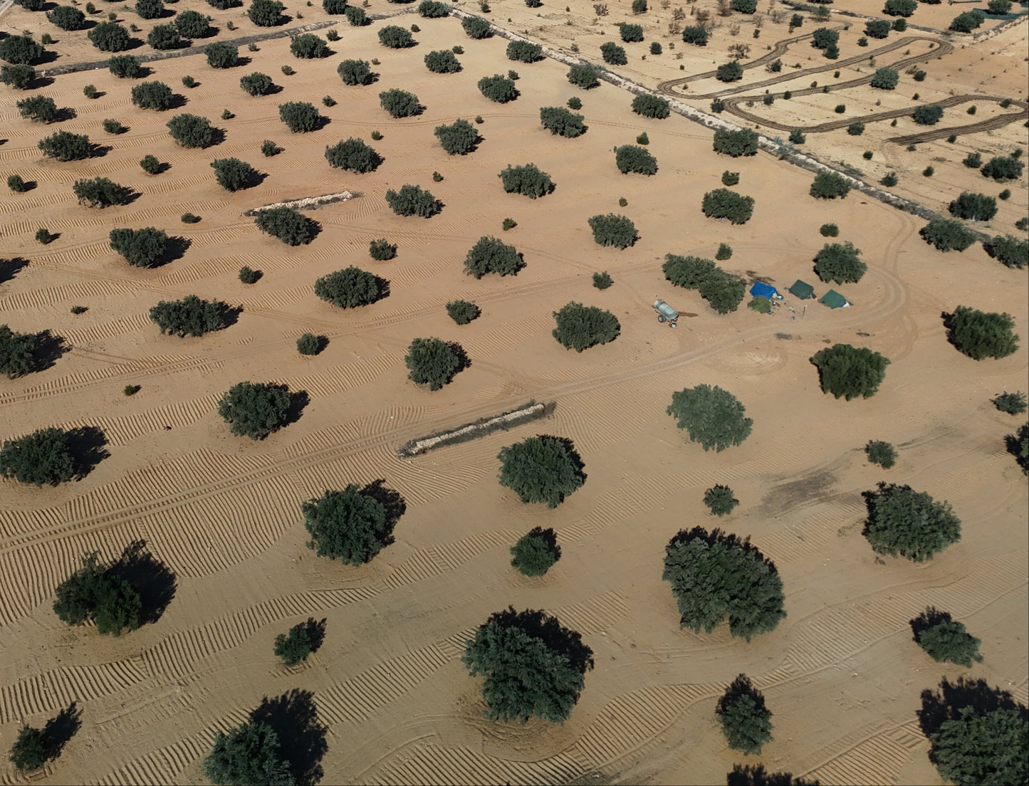 Aerial view of an Olive grove landscape with scattered green trees of olive