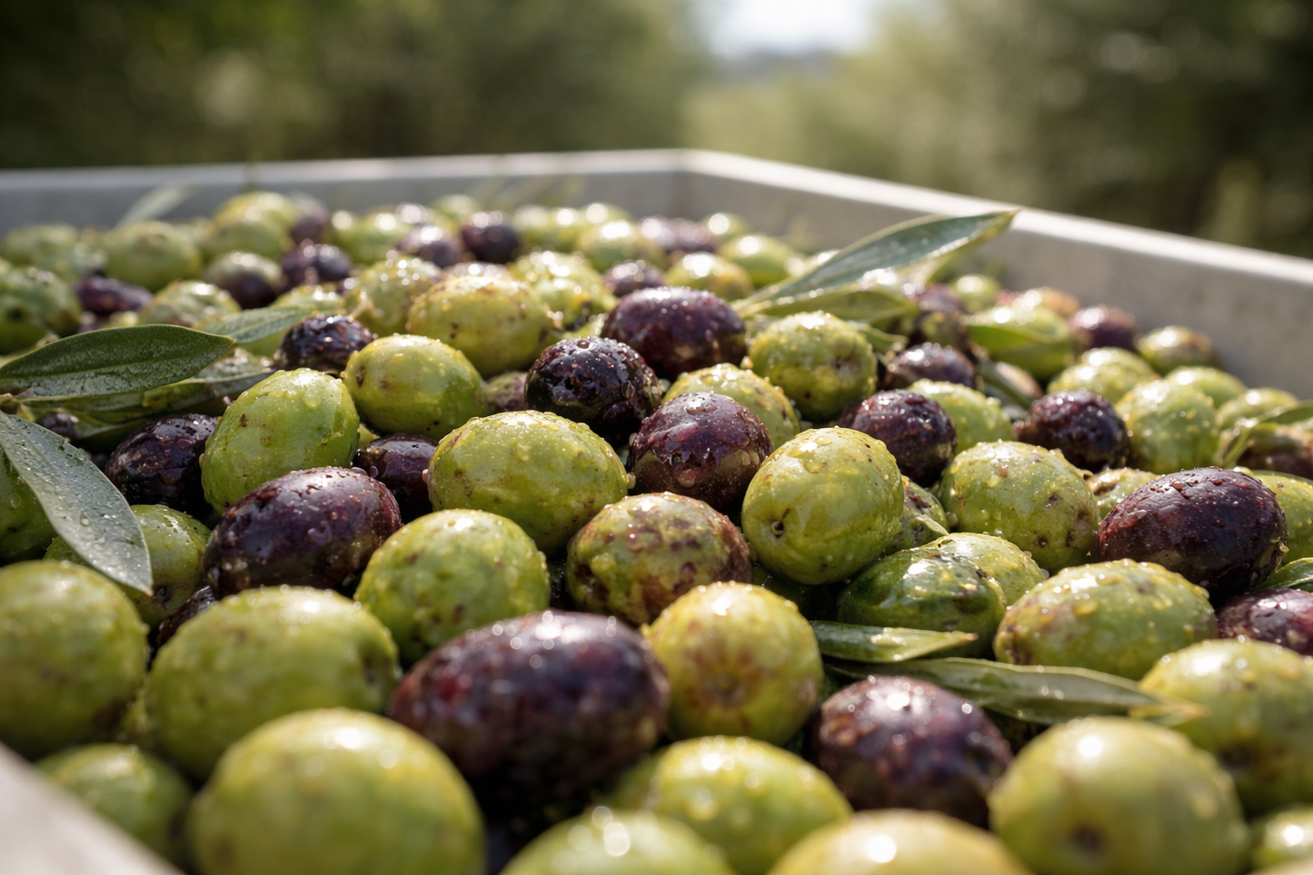 Freshly harvested olives with leaves in Mediterranean grove for extra virgin olive oil production