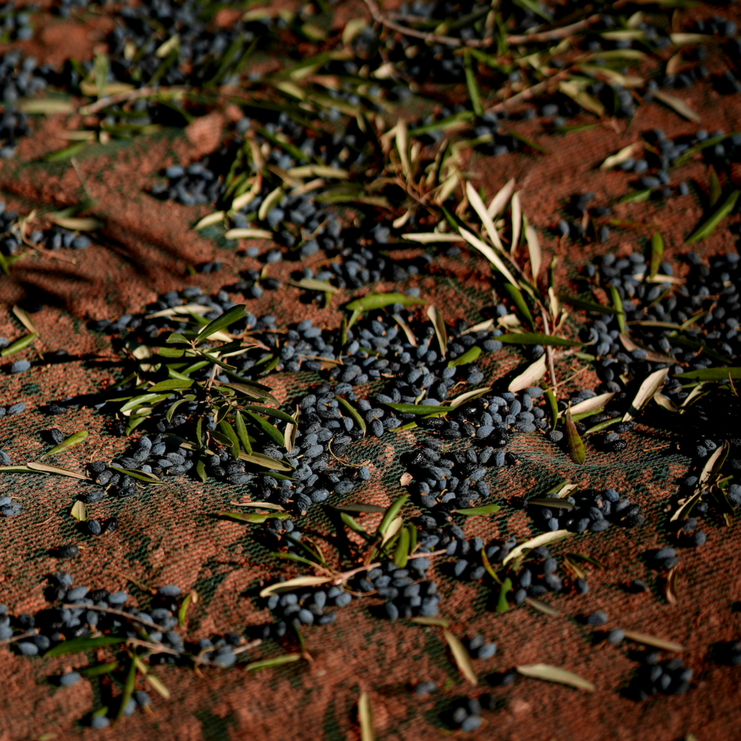 Freshly harvested olives on net ready for extra virgin olive oil production